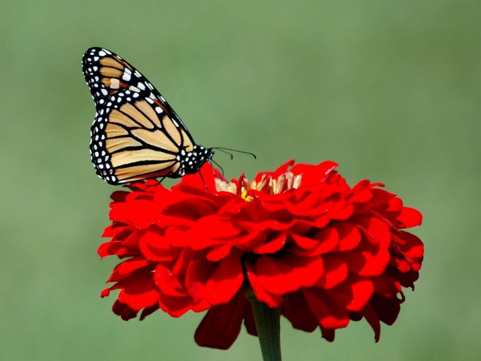Fluturele monarh – ATUM
